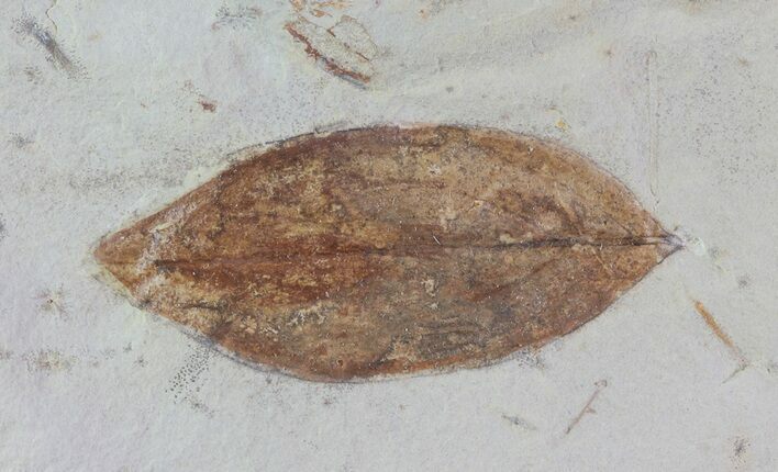 Detailed Fossil Leaf (Cornus) - Montana #68332